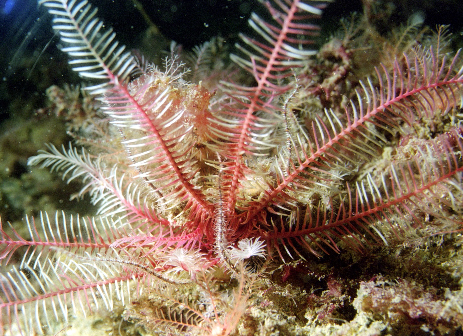 brittle-star-newbury-scuba-diving-club