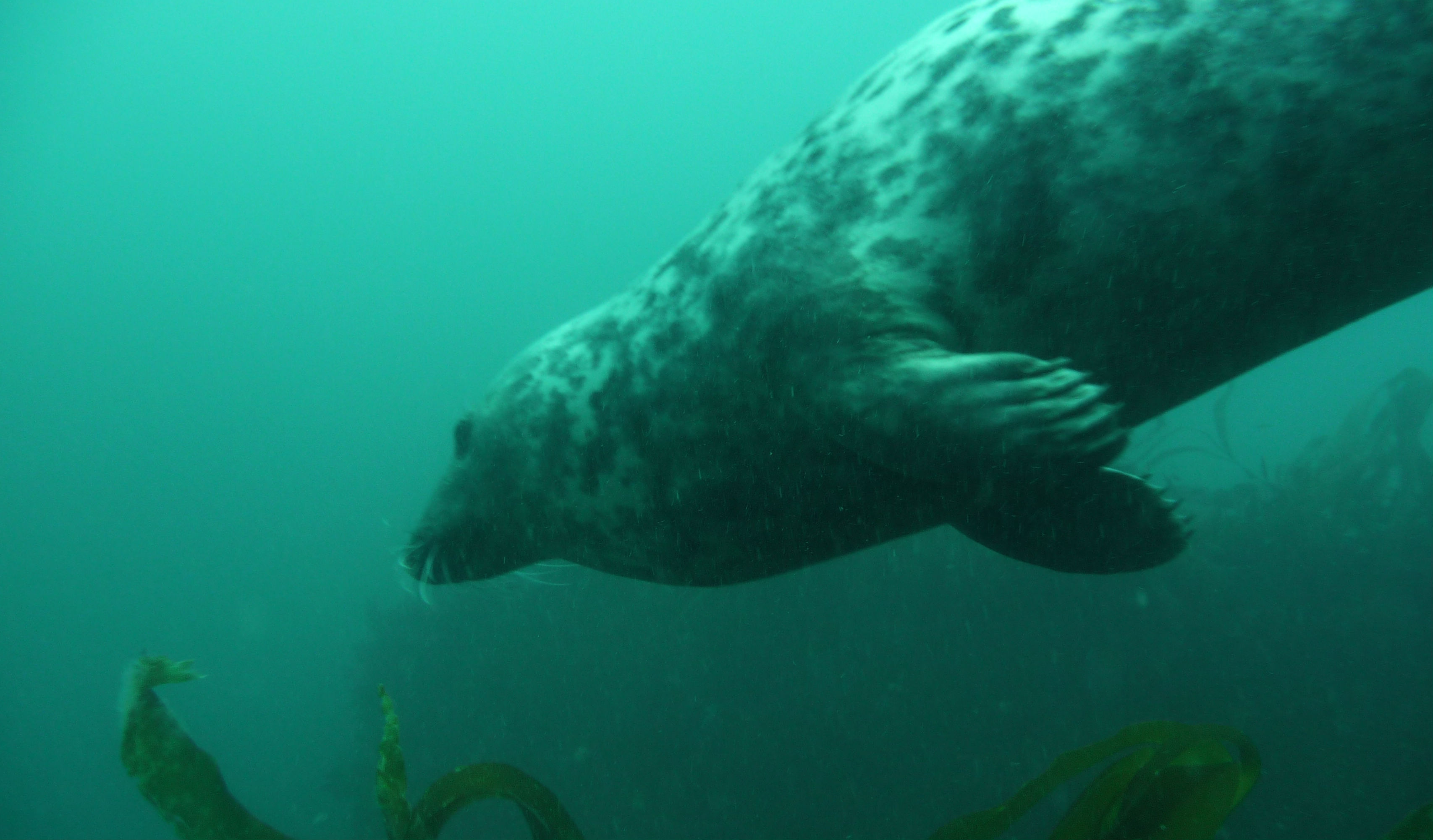 Grey Seal Scillies – Newbury Scuba Diving Club